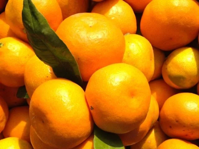 Mandarine u Hrvatskoj oko 3 eura, otkupna cijena 60 centi