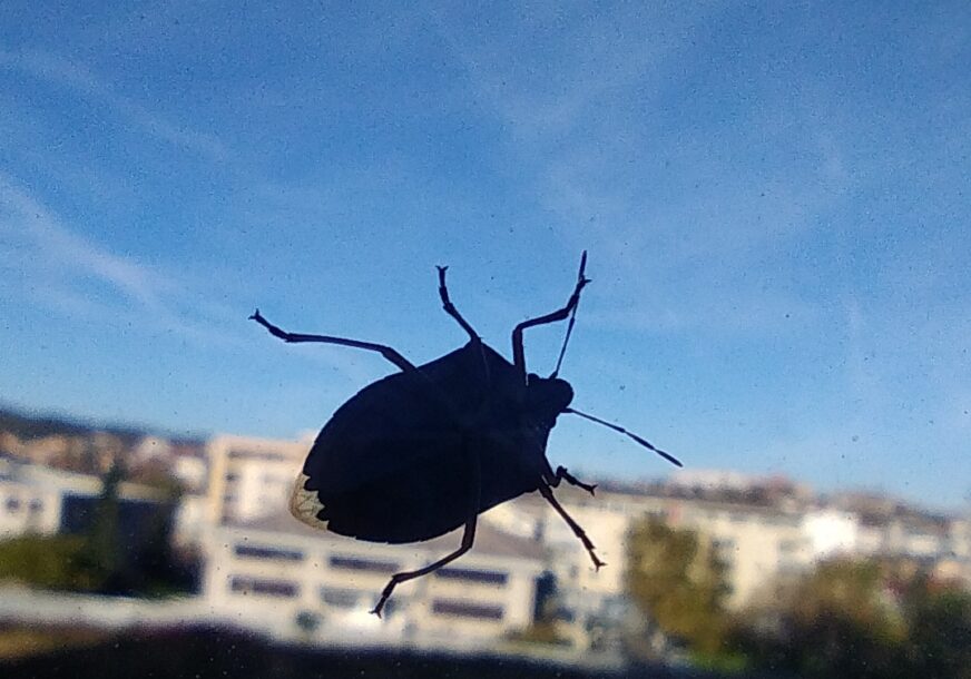 STJENICA SMRDIBUBA