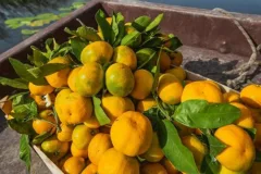 Šta se dešava u tijelu ako svakog dana JEDETE MANDARINE: Važi za najzdravije jesenje voće, ali postoji jedna “zamka”