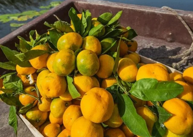 Šta se dešava u tijelu ako svakog dana JEDETE MANDARINE: Važi za najzdravije jesenje voće, ali postoji jedna “zamka”