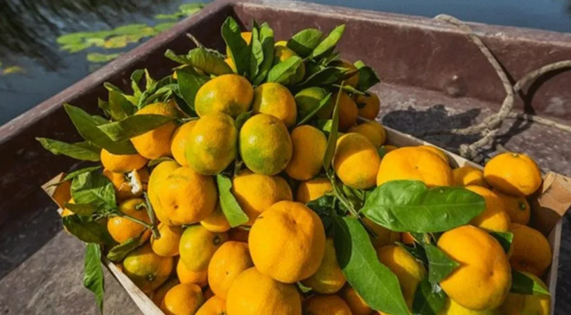 Šta se dešava u tijelu ako svakog dana JEDETE MANDARINE: Važi za najzdravije jesenje voće, ali postoji jedna “zamka”